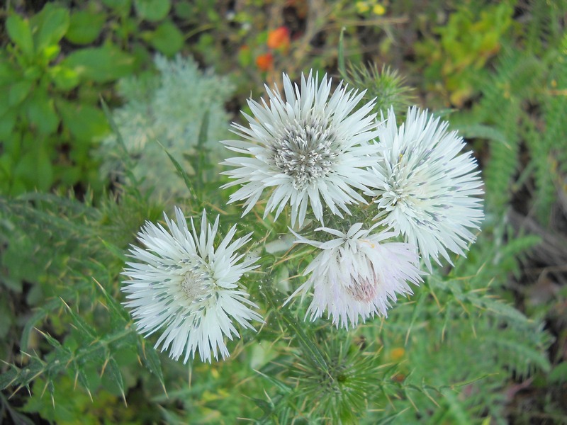 fioriture...di primavera